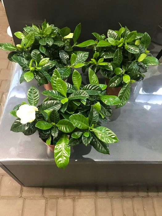 Гардения Жасміновидная