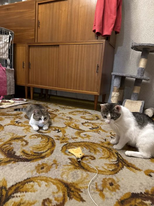 Piękne kocie siosrty do adopcji