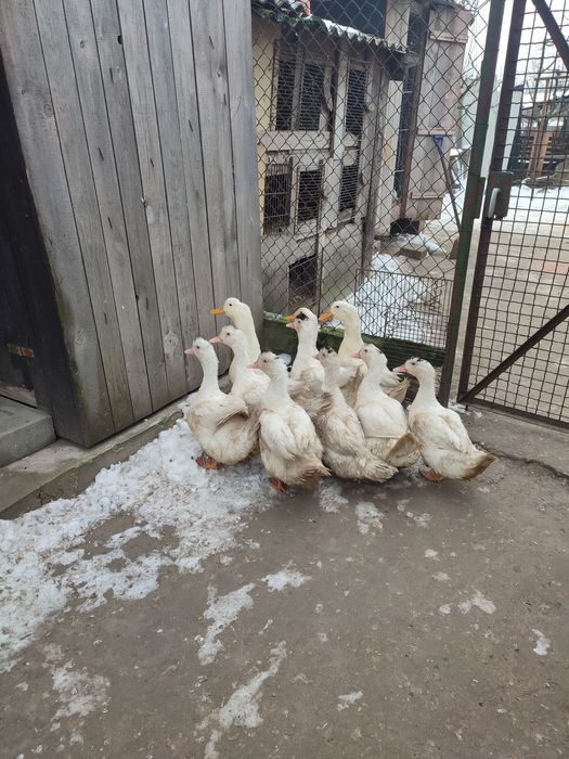 Kaczki z własnego gospodarstwa.