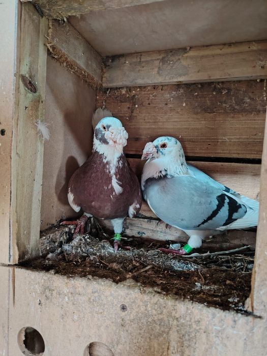 Gołębie staropolskie