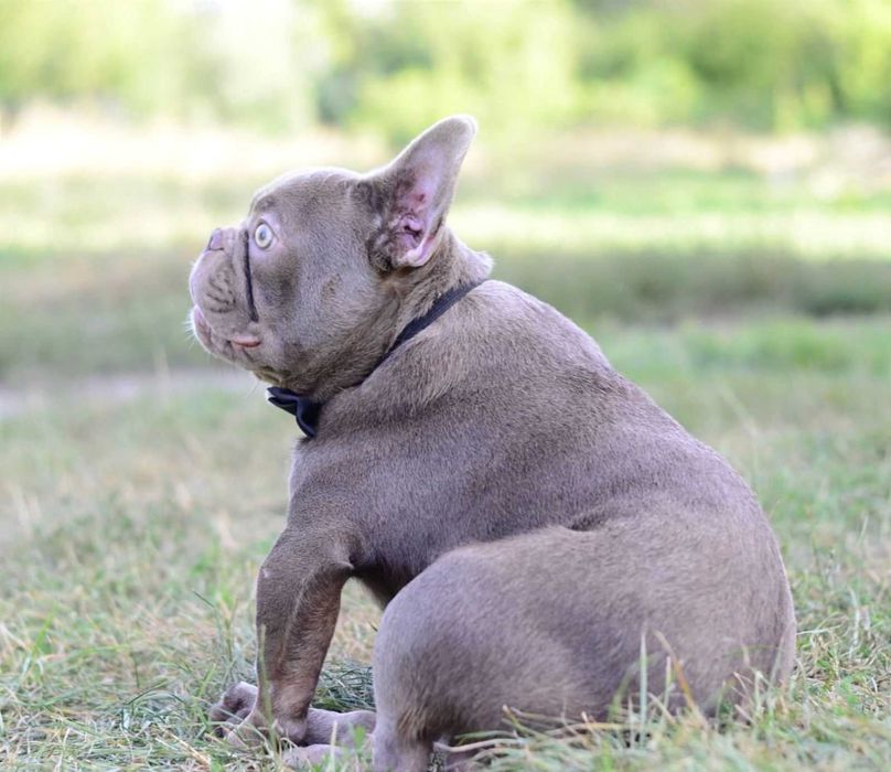 Французький бульдог в'язка Ізабелла Тан