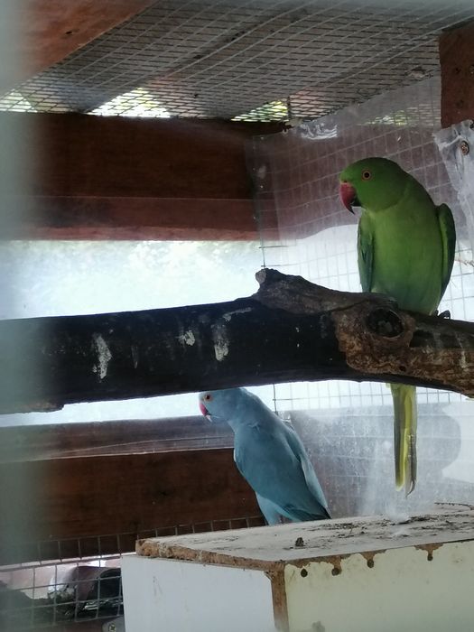 Ring Necks verdes (2025)