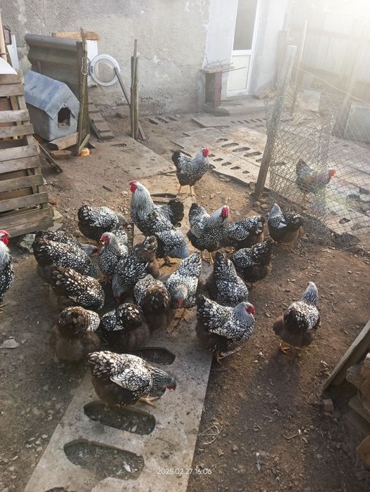 Інкубаційне яйце Віандот Срібний