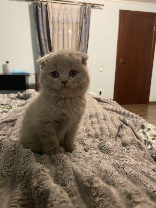 Продам гарненьких кошенят шотланської породи (скотіш)
