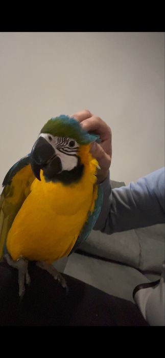 Arara ararauna domesticada muito mansinha