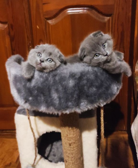 Шотландські висловухі кошенята. (Шотландские вислоухие котята)