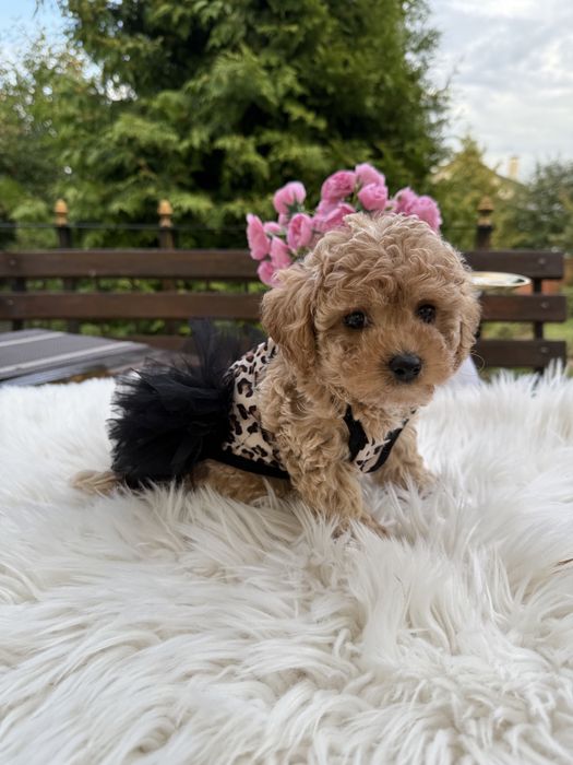 Щенятка мальтипу ф1