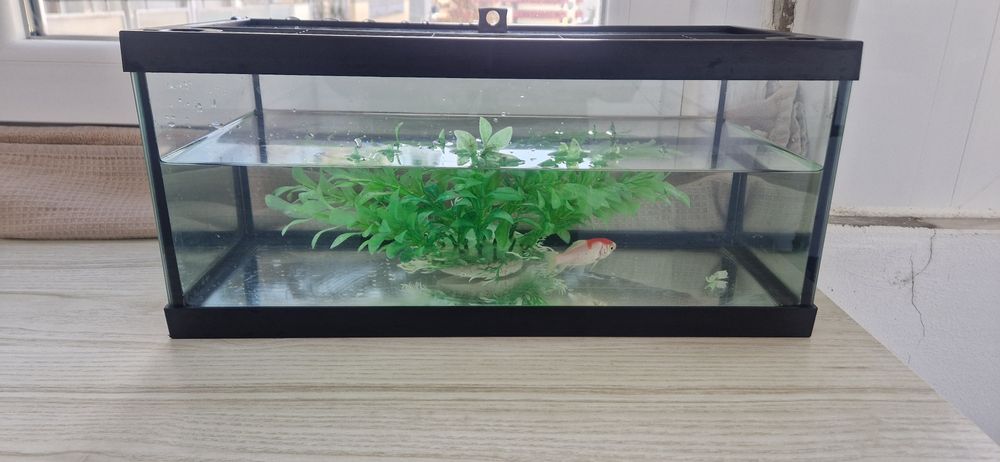 Aquário de vidro com peixe