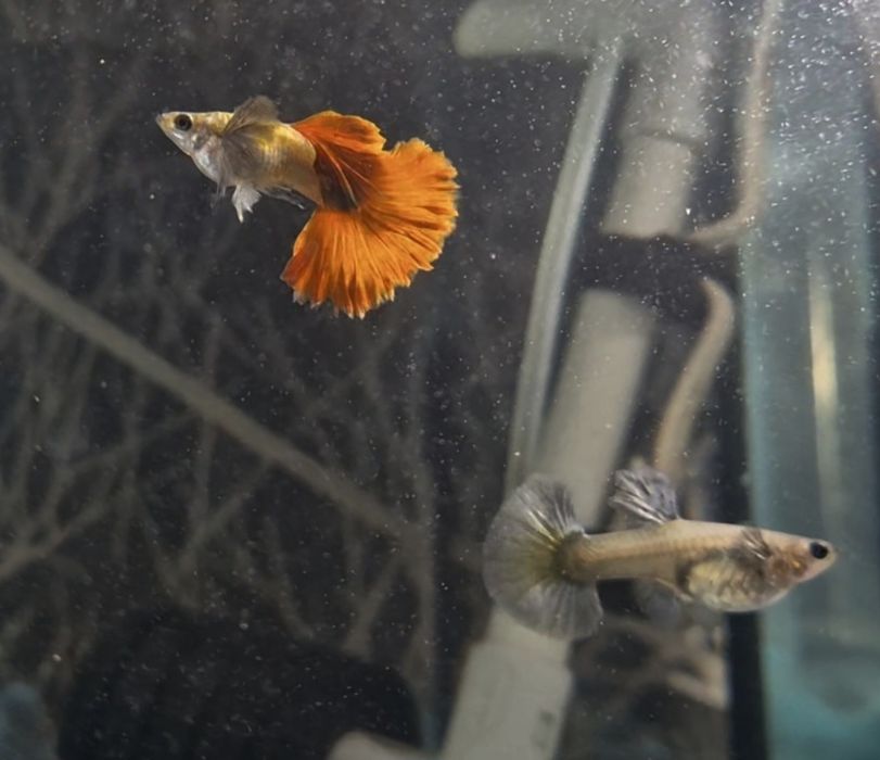 Гуппи много чистых линии