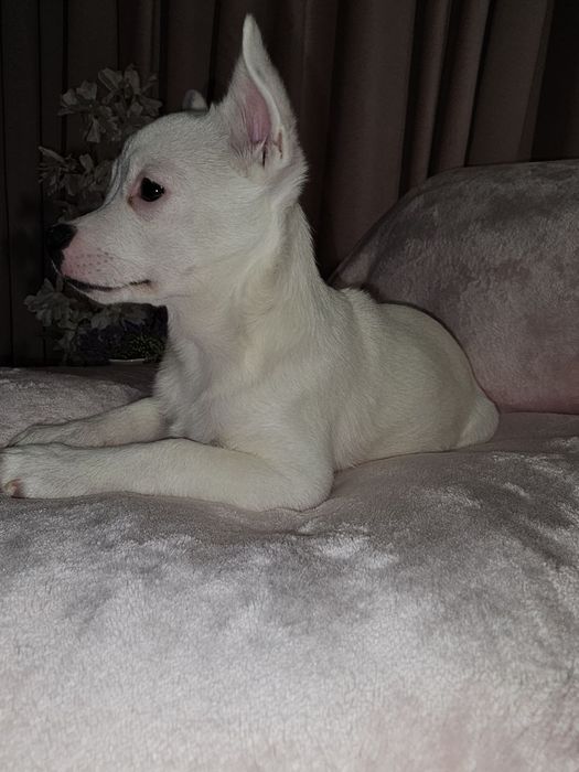 Девочка беленькая маленькая