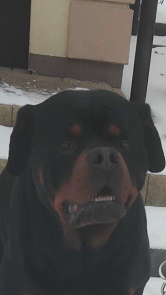 Rottweiler szczeniak