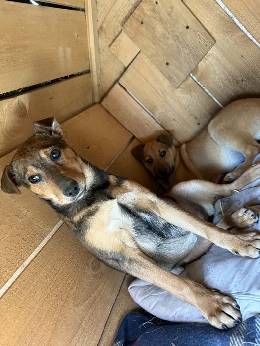 Cudowne szczeniaki polecają się do adopcji