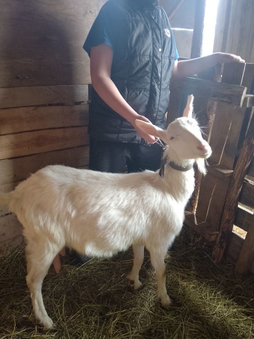 Продам кози первістки, козочку, козлика