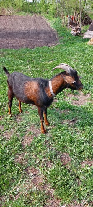 Кози породні альпійські, нубійські та інші