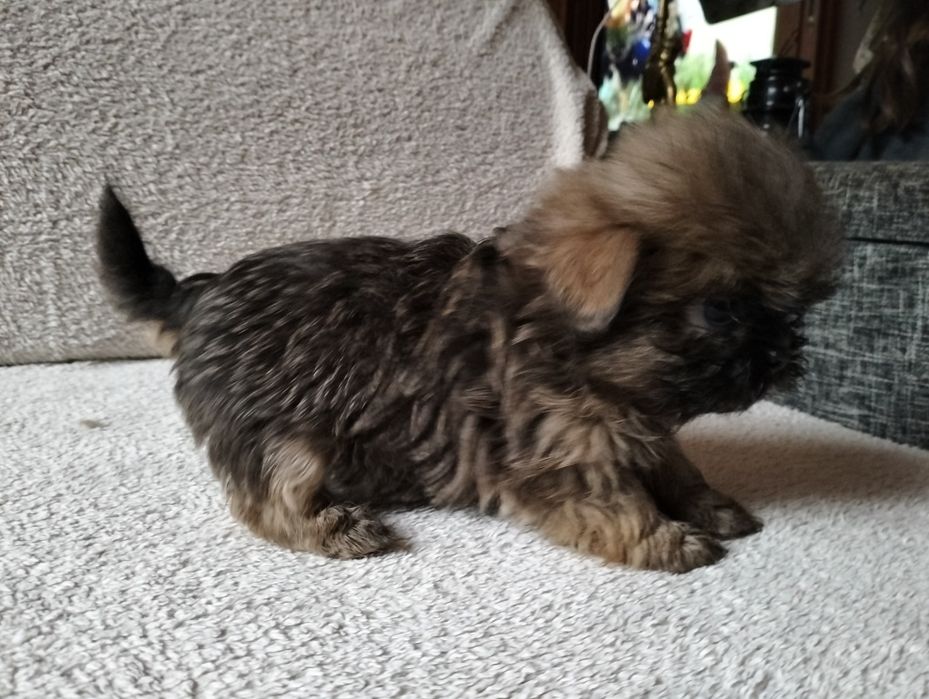 Shih-tzu gotowy do odbioru