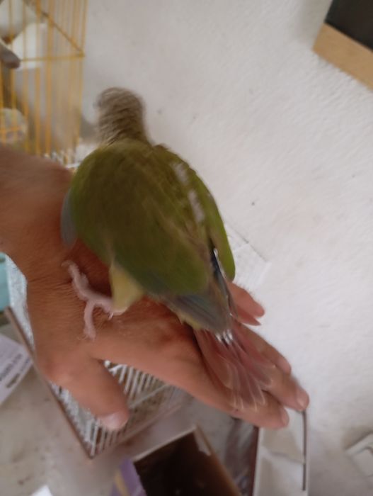 Aves bebes procuram novo lar