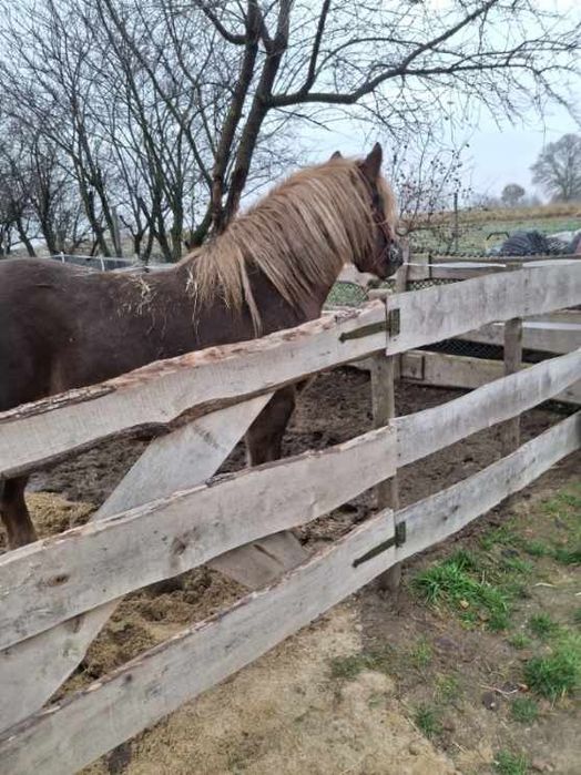 Sprzedam klacz zimnokrwistą