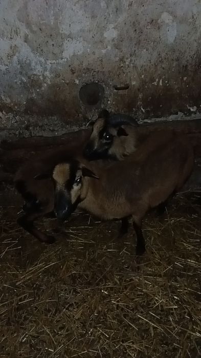 Barany kameruńskie parka pilnie!