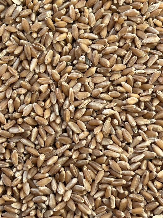 Продам ПШЕНИЦЮ  2025р Доставка