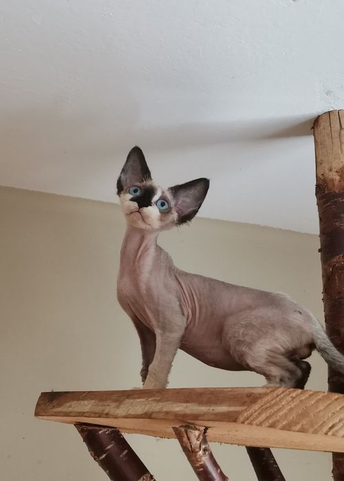 Uroczy kocurek devon rex