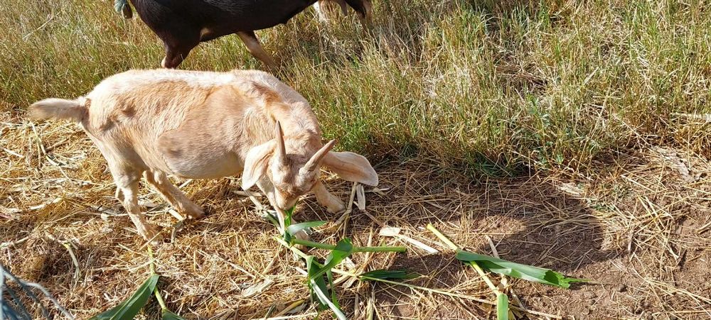 Cabrinha Ritinha de 7 meses
