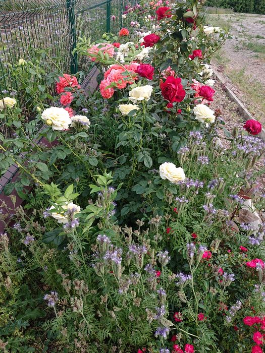 Продам троянди дорослі кущі