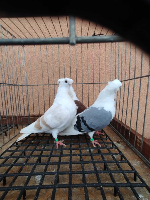 Mewa samczyki z 25 roku