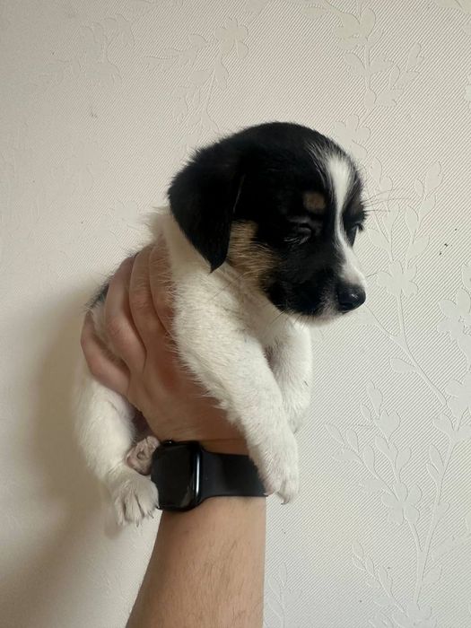 Джек Рассел тер'єр