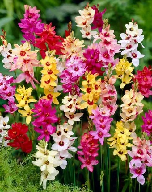 Іксія парфу1О для