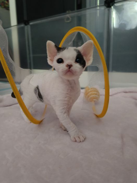 Devon rex kocurek