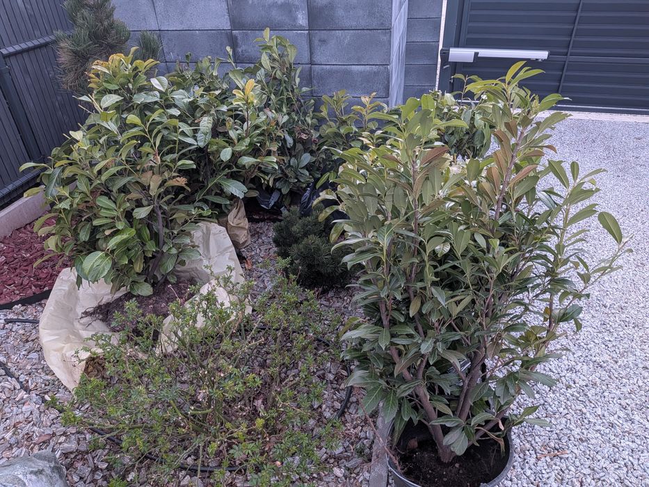 Laurowiśnie krzaki novita