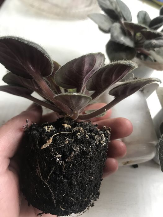 Фіалки, фіалка кімнатна