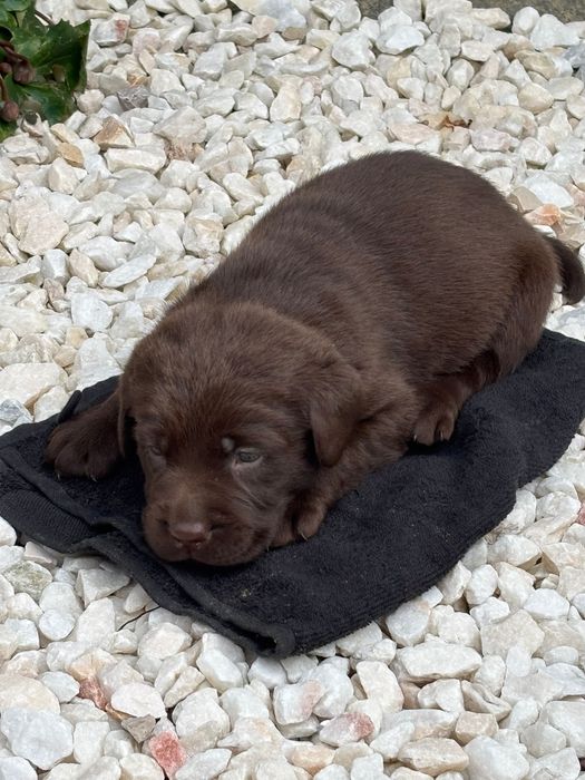 Labrador retriever