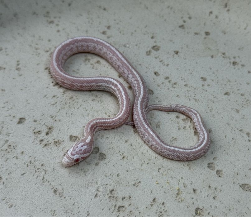 Wąż zbożowy Snow Tessera het scaleless samiec