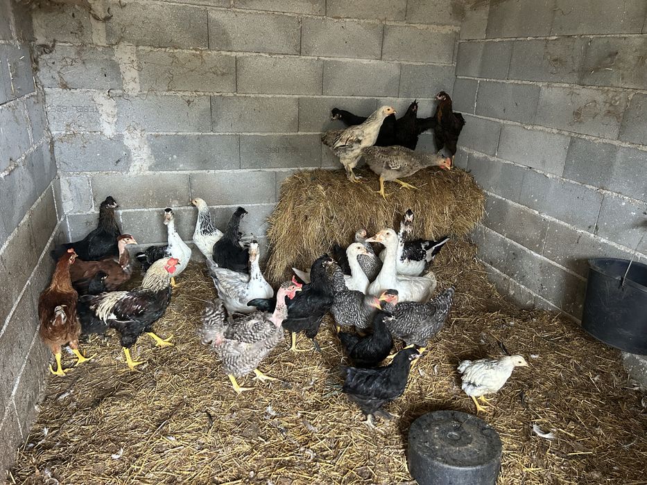 Galinhas novas e patos