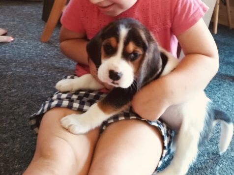 Beagle tricolor! Wybitny z rodowodem.