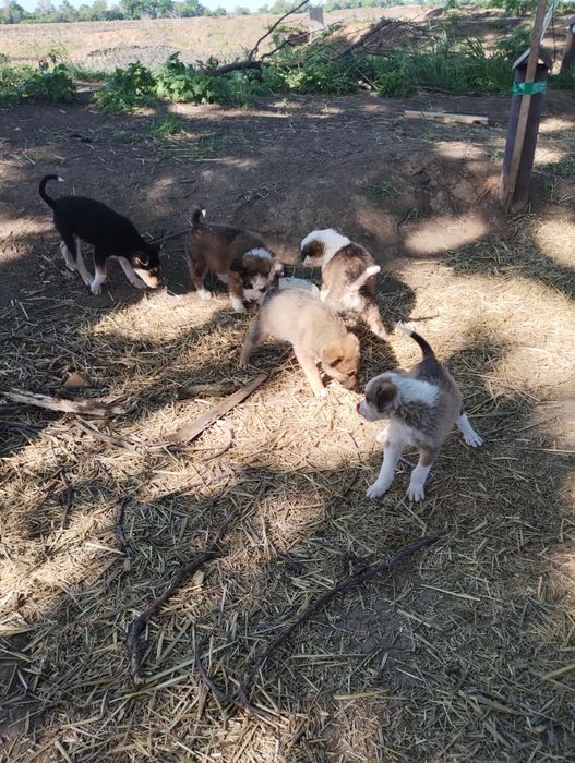 Отдам даром щенков.