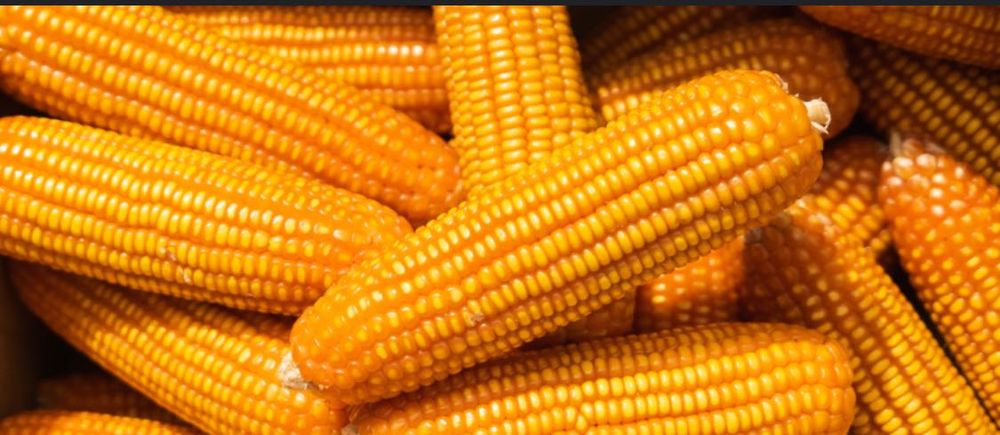 Milho miudo belgrano