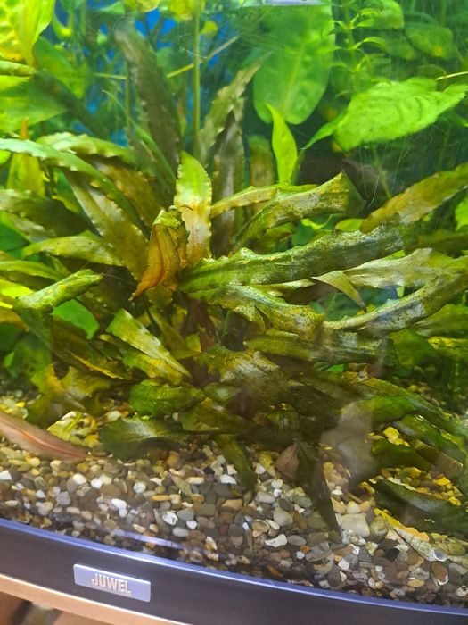 Рослини для акваріума