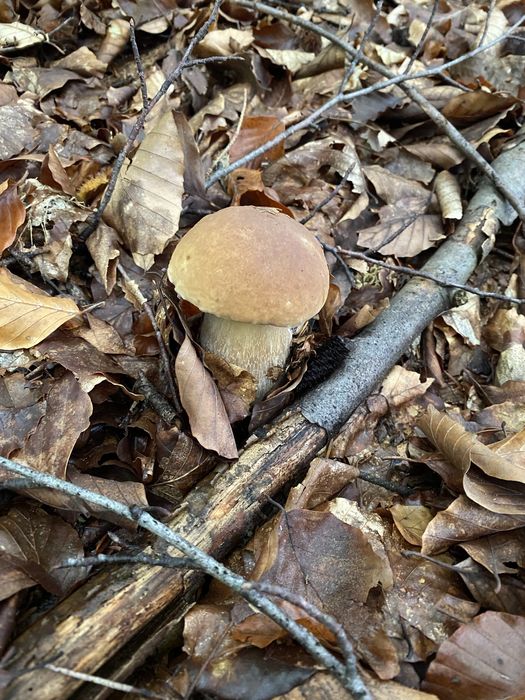 Продам Білі гриби | Зібрано 2025