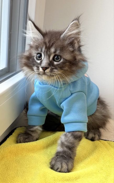 Мейн Кун - пухнасте щастя