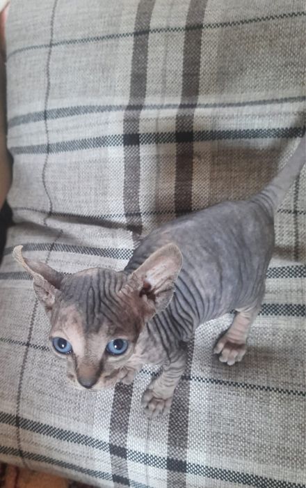 Продам котика  Сфінкс  Донський