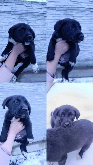 Собачки в добрі руки