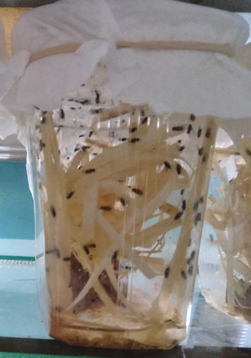 Muszki owocowe  D. hydei