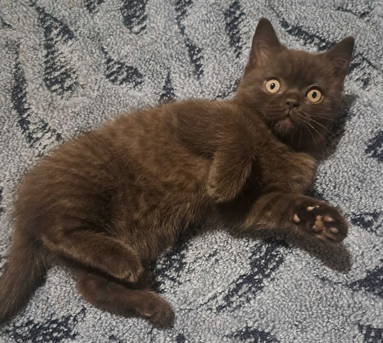 Плюшовий котик шотландської лінії з британськими кровами