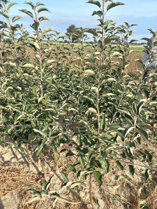 Drzewka owocowe - jabłonie