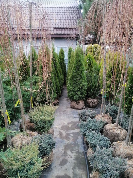 Смарагд Спартан Блю арроу