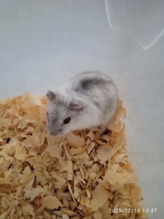 Дітки Джунгаріки.