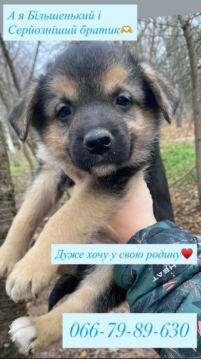 Цуценятка шукають дім