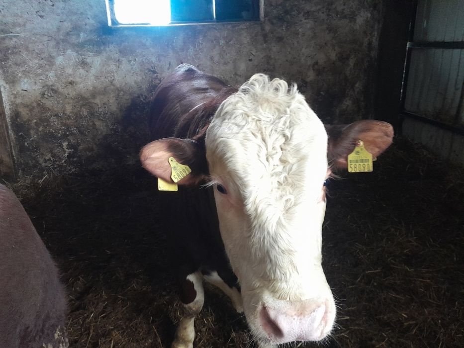 Hereford  byk miesny rozpłodnik